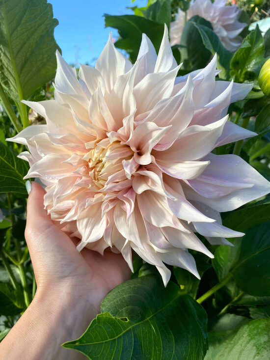 Dālija 'Cafe au Lait', 1 gums